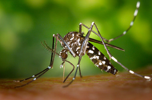 El Aedes albopictus justo antes de alimentarse. Foto: James Gathany, CDC