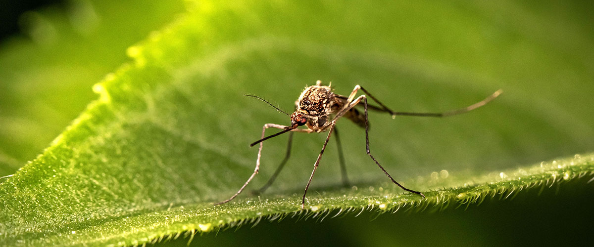 Novedades en la campaña 2026 contra el mosquito transmisor del virus del Nilo